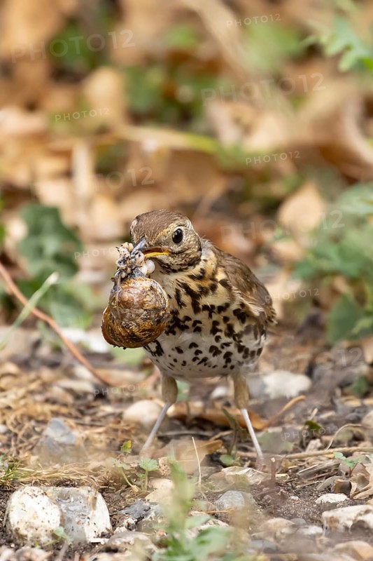 Song thrush (Turdus philomelos) adult garden bird with a snail in its beak for food, England, United Kingdom