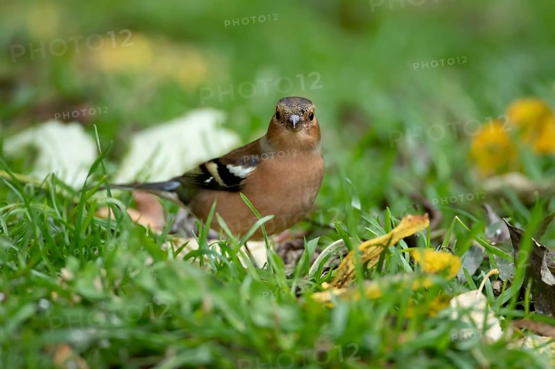 Eurasian chaffinch (Fringilla coelebs) adult male bird on a garden grass lawn in autumn, England, United Kingdom