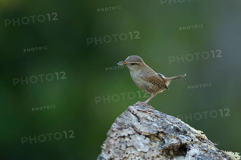 Eurasian wren (Troglodytes troglodytes) adult bird on a piece of wood in a garden with food in its beak in summer, England, United Kingdom