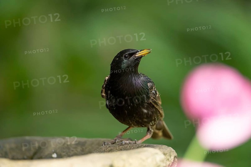 Eurasian starling (Sturnus vulgaris) adult garden bird drinking water from a bird bath in summer, England, United Kingdom