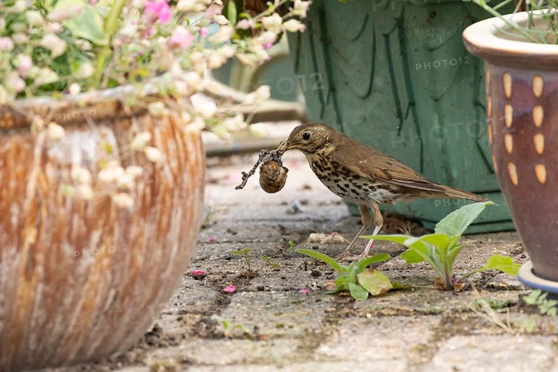 Song thrush (Turdus philomelos) adult garden bird amongst plant pots with a snail in its beak for food, England, United Kingdom