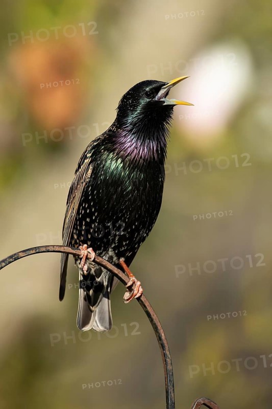 Eurasian starling (Sturnus vulgaris) adult garden bird singing in spring, England, United Kingdom