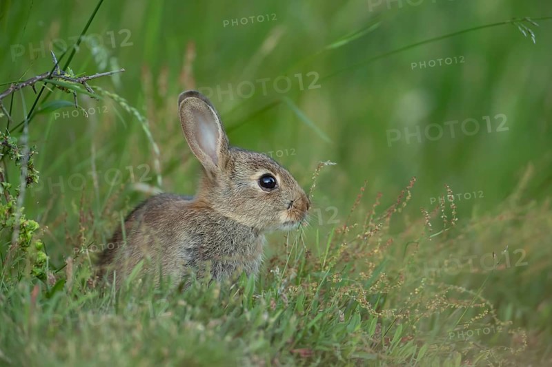 Rabbit (Oryctolagus cuniculus) juvenile baby wild animal in grassland in summer, England, United Kingdom