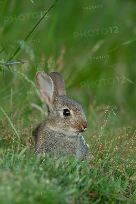 Rabbit (Oryctolagus cuniculus) juvenile baby wild animal in grassland in summer, England, United Kingdom