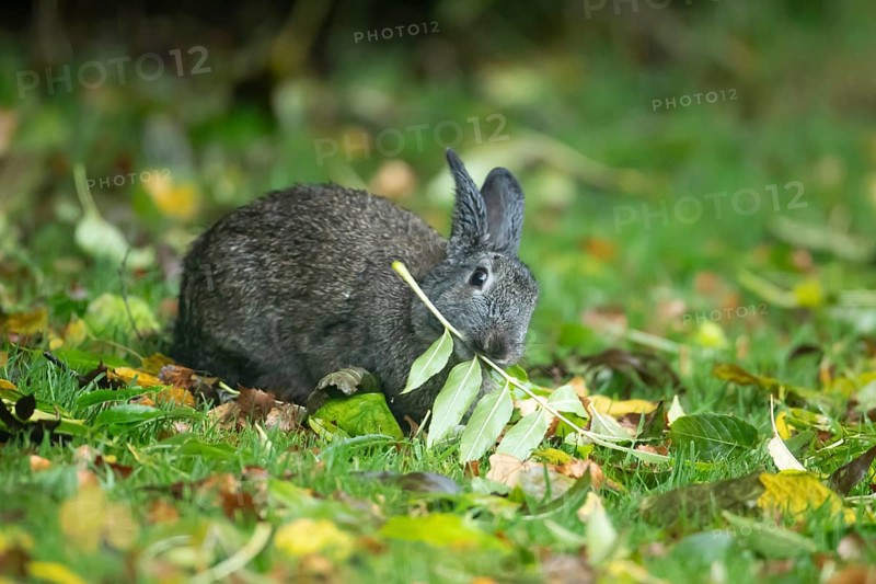 Rabbit (Oryctolagus cuniculus) adult animal eating a tree leaf in a woodland, Wales, United Kingdom