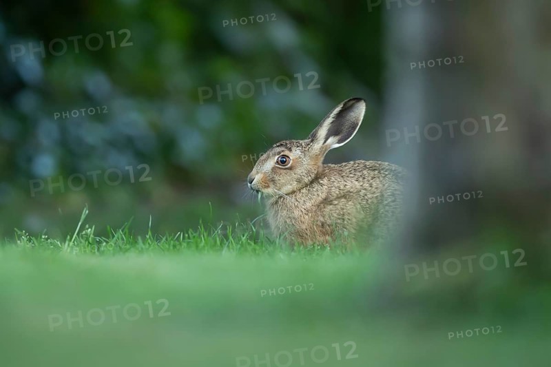 European brown hare (Lepus europaeus) adult wild animal in a garden in summer, England, United Kingdom