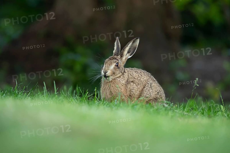 European brown hare (Lepus europaeus) adult wild animal feeding on a garden grass lawn in summer, England, United Kingdom