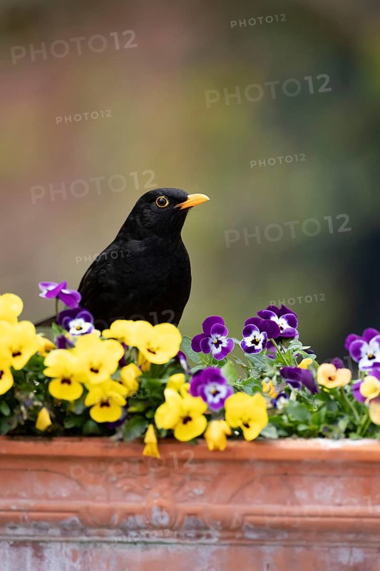 Eurasian blackbird (Turdus merula) adult male garden bird on a planter with flowering Pansy plants in spring, England, United Kingdom