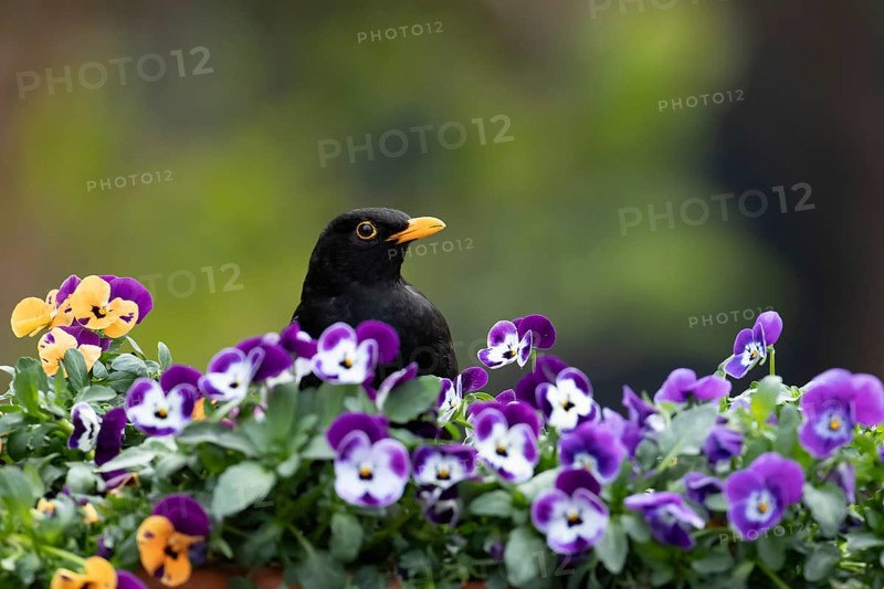 Eurasian blackbird (Turdus merula) adult male garden bird on a planter with flowering Pansy plants in spring, England, United Kingdom
