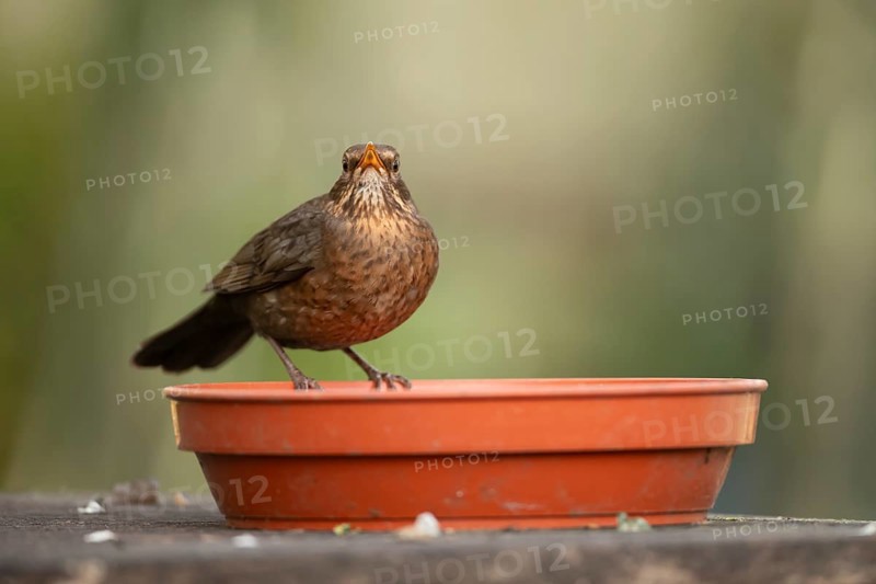 Eurasian blackbird (Turdus merula) adult female garden bird on a plant pot saucer, England, United Kingdom