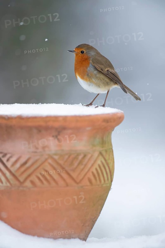 European robin (Erithacus rubecula) adult garden bird on a snow covered plant pot in winter, England, United Kingdom