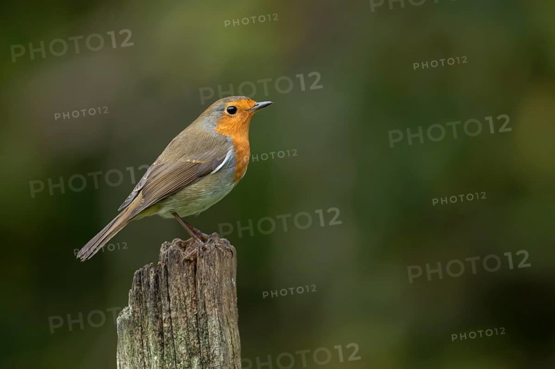 European robin (Erithacus rubecula) adult garden bird on a wooden post, England, United Kingdom