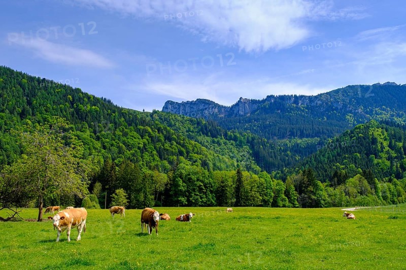 Hintergschwendt bei Bernau unter der Kampenwand, Chiemgau, Upper Bavaria, Bavaria, Germany