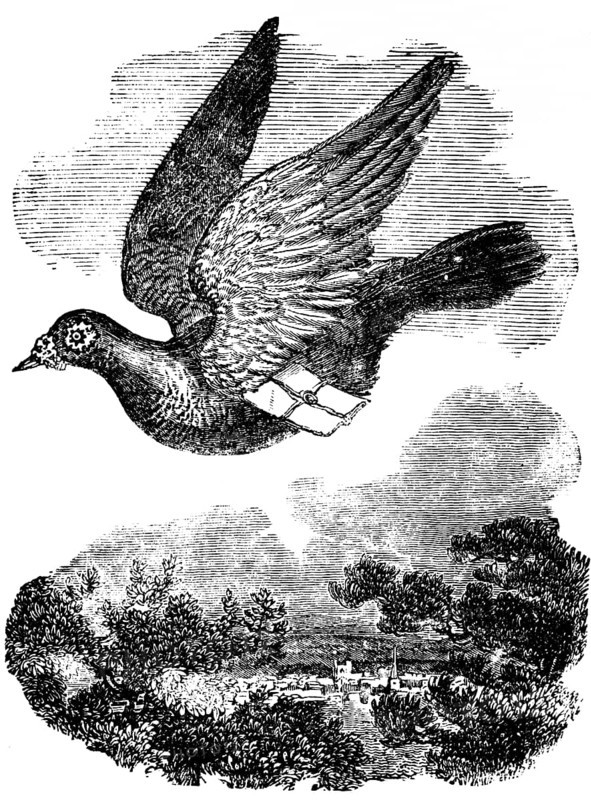 Pigeon flying with mail, dove breed domestic pigeon, orientation, homecoming skills, transport, letters, communication, breeding, hobby, village scene, wonder of the earth, biology, geography, historical illustration 1863