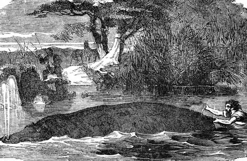 Hippopotamus (Hippopotamus amphibius) river, swim, hunt, knife, stab, from behind, kill, angler, bank, reeds, trees, nature, wonders of the earth, biology, geography, historical illustration 1863