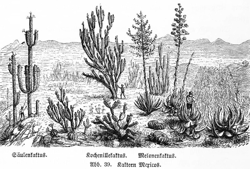 Various cactus species in the wild in the mountains of Mexico, columnar cactus (Cereus peruvianus) Cochineal cactus (Opuntia cochenillifera) Melon cactus (Melocactus maxonii) Succulent plants, people, wonders of the earth, biology, geography, historical illustration 1863