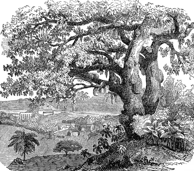 Breadfruit tree (Artocarpus altilis), also (Artocarpus incisus) Occurrence in tropical climates, botany, mountain landscape, buildings in the background, wonders of the earth, biology, geography, historical illustration 1863
