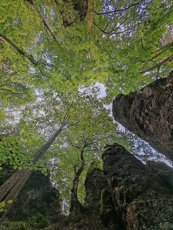 View from below of a dense forest with lush green canopy and tall rocks, Franconian Switzerland, Germany