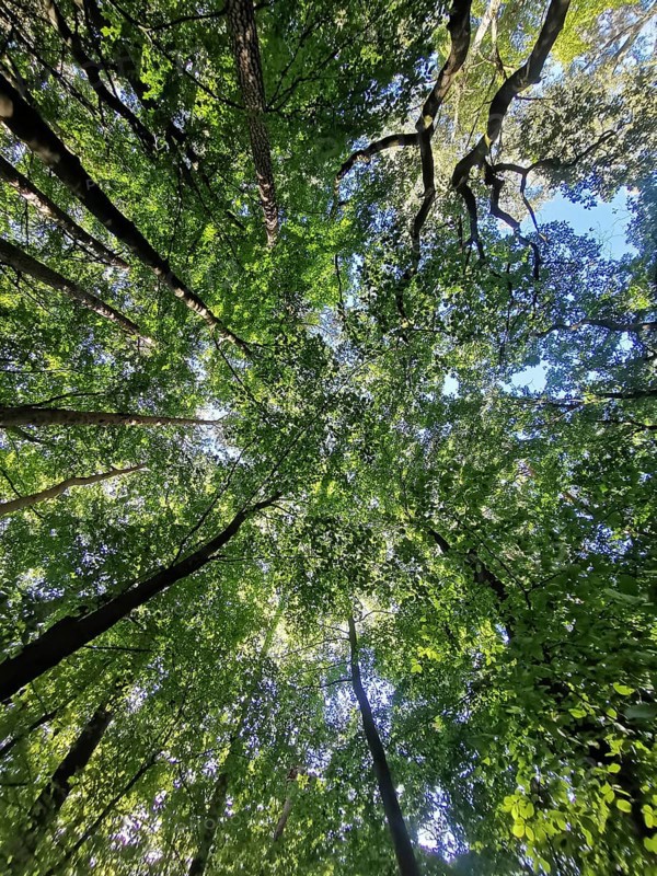 Looking up into the thick forest with green treetops and blue sky, Frankenwald nature park Park, Germany