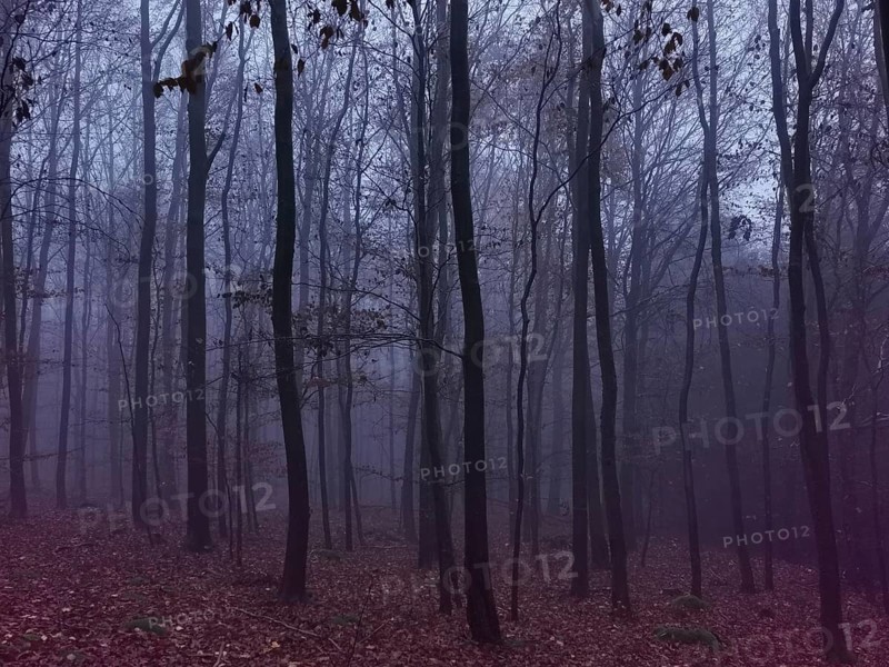 Misty forest in autumn colors, gloomy and mystical atmosphere with bare trees, Rennsteig, Frankenwald nature park Park, Germany