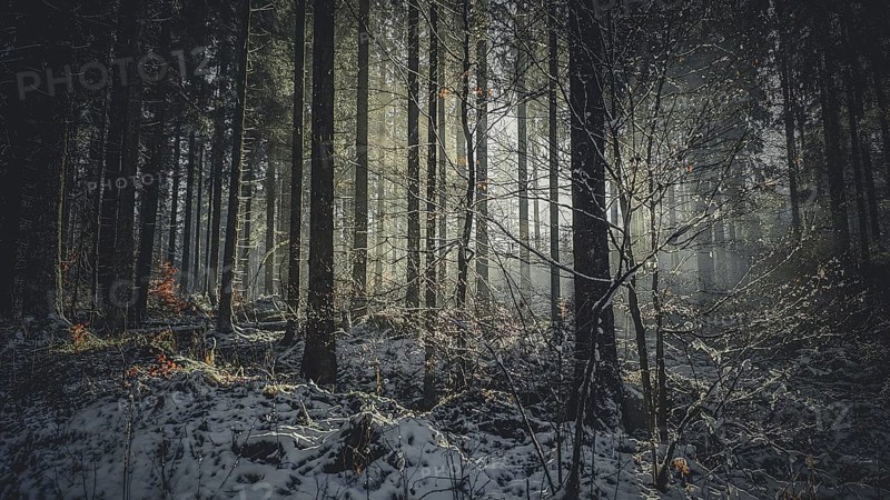 Snowy forest with rays of light breaking through the trees creates a mystical and gloomy atmosphere, Frankwenwald nature park Park, Germany
