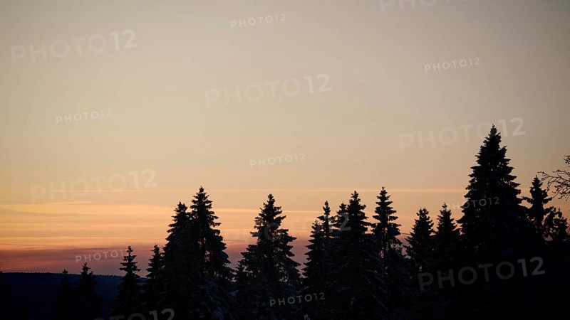 Silhouettes of trees in front of an orange sunset sky, Fichtelgebirge, Upper Franconia