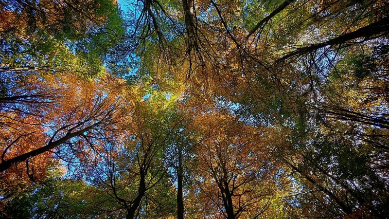 Looking up into an autumnal forest with colorful foliage and blue sky, Hainich National Park, Germany