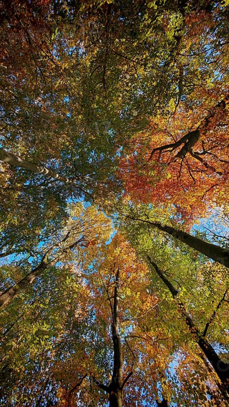 Looking up through autumn treetops that shine in bright colors, with sunlight and blue sky, Hainich National Park, Germany