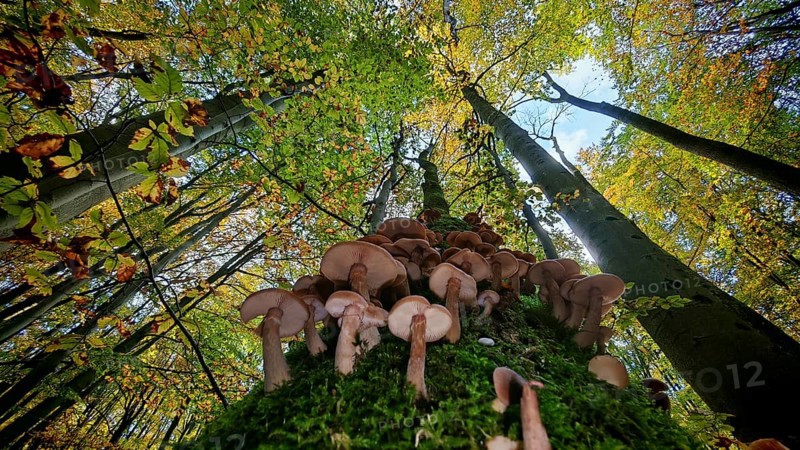 View along a tree trunk full of mushrooms up to the autumn-colored treetops and blue sky, Hainich National Park, Thuringia, Germany