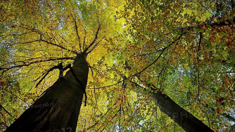 View of treetops with yellow-green leaves in autumn forest and sunlight, Hainich National Park, Germany