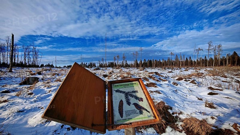 Winter landscape with snow-covered ground and trees in the background, bark beetle (Scolytinae) destroys spruce forest, Rennsteig, Franconian Forest National Park, Germany