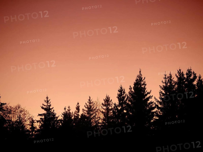 Tree crowns as silhouettes in front of a bright orange sunset sky, Frankenwald nature park Park, Germany