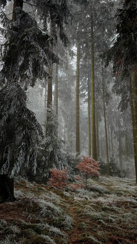 A cloud forest with frost-covered fir trees and a small reddish bush that creates a quiet and mysterious atmosphere, Frankenwald nature park Park, Rennsteig, Upper Franconia