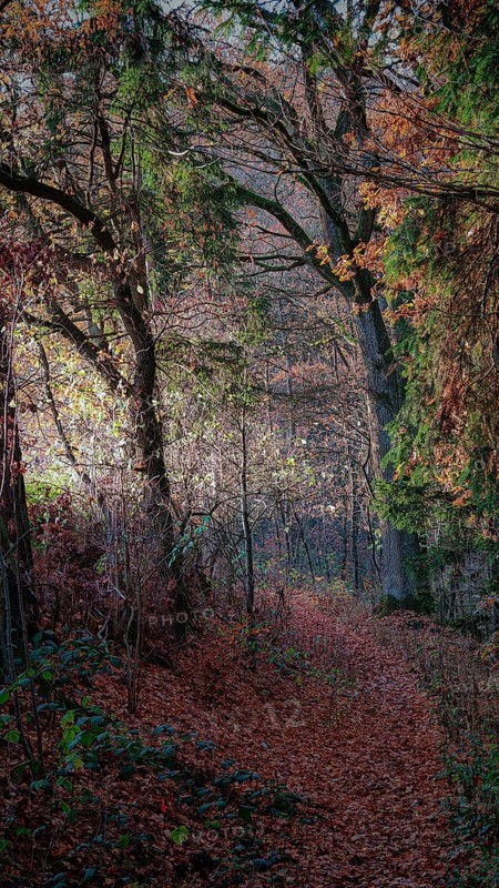 Autumn forest trail with brown leaves and sunlight falling through the trees, Franconian Forest National Park, Upper Franconia, Germany