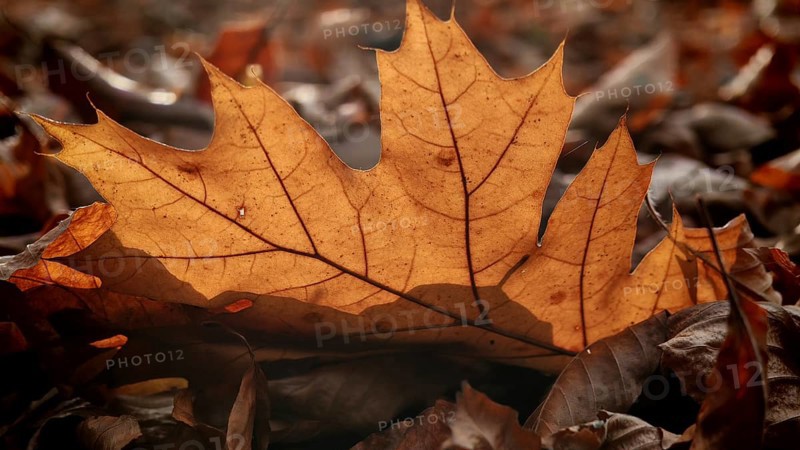 A brown autumn leaf in sunlight on a soil full of more leaves, Franconian Forest National Park, Upper Franconia, Germany