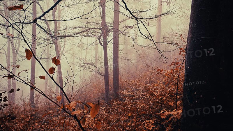 A foggy autumn forest with bare trees and remaining leaves that creates a quiet and mystical atmosphere, Frankenwald nature park Park, Upper Franconia, Germany