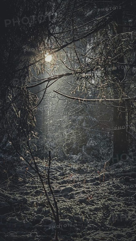 Sun rays break through a dark, mysterious forest and create a mystical atmosphere, Franconian Forest, Germany