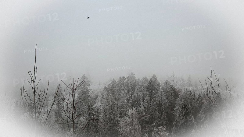 Snowy forest in fog with a flying bird, wintry and quiet atmosphere, Frankenwald nature park Park, Germany