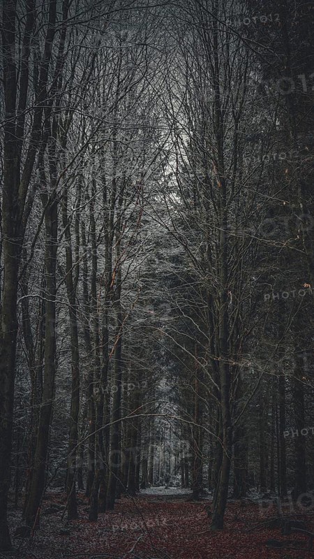 A dark forest trail with bare trees and autumn leaves, Rennsteig, Frankenwald nature park Park, Germany
