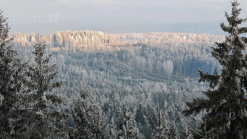 Snowy forest in peaceful winter landscape with thick trees and frosty atmosphere, Fichtelgebirge, Upper Franconia, Germany