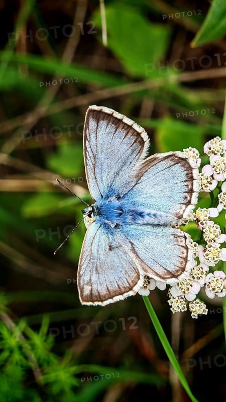 A blue butterfly (Polyommatus icarus) sitting on white flowers amidst green vegetation, Rennsteig, Franconian Forest nature park Park, Germany