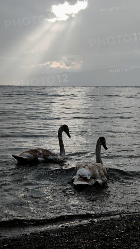 Two swans (Cygnus) swimming in calm lake under grey sky with sun rays breaking through, Lake Ohrid, North Macedonia