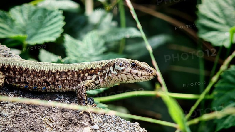 A wall lizard (podarci muralis) lies on a stone surrounded by green leaves in the sun, Prizren, Kosovo