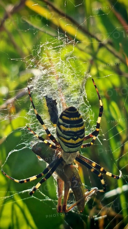 A striped spider wasp spider (argiope bruennichi) in a spider web with grasshopper (Gomphocerinae) as prey, in green surroundings in sunshine, Franconian Forest nature park Park, Germany
