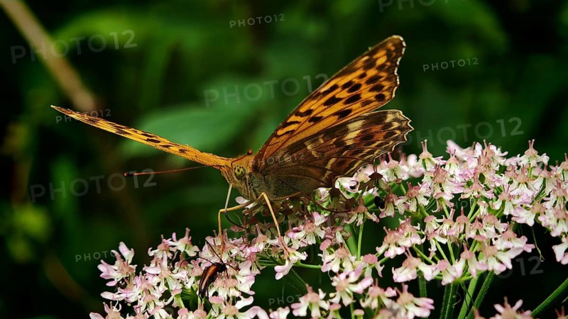A butterfly Imperial Cloak (Argynnis paphia) perched on pink flowers in a natural setting surrounded by green foliage, Rennsteig, Franconian Forest nature park Park, Germany