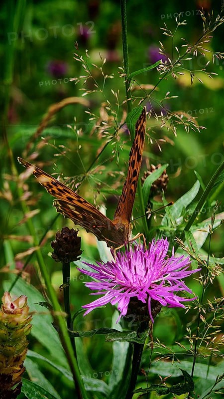 A butterfly Imperial Cloak (Argynnis paphia) sits on a purple flower amidst green grass, surrounded by summer atmosphere, Rennsteig, Franconian Forest nature park Park, Germany