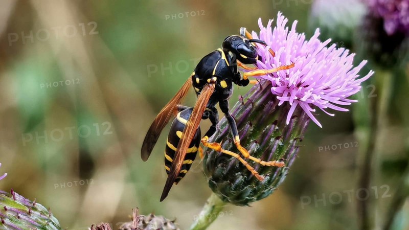 A wasp (vespinae) sitting on a purple flower, surrounded by a blurred background, Rennsteig, Franconian Forest nature park Park, Germany
