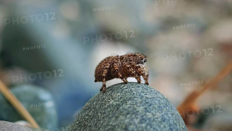 Close-up of a jumping spider (salticidae) on a stone, highlighting the texture and colours of nature, Antalya, Turkey