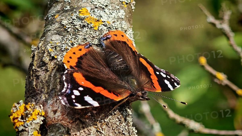 An orange-black butterfly, Admiral (Vanessa atalanta) sitting on lichen-covered tree bark in a natural environment, Dilijan, Armenia