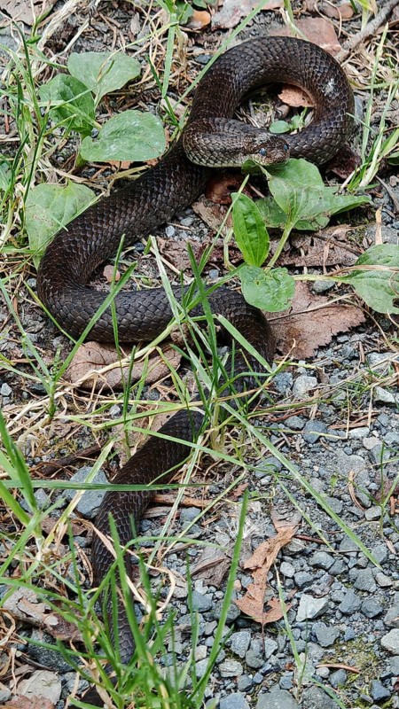 A black snake slithers across a ground covered with leaves, grass and gravel, smooth snake (Coronella Austriaca) shortly in front of moulting, Franconian Forest nature park Park, Rennsteig, Germany